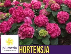 Hortensja ogrodowa Endless Summer® LOVE (Hydrangea macrophylla) Sadzonka P12