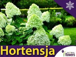 Hortensja Bukietowa LIMELIGHT (Hydrangea paniculata) Sadzonka C1/C3