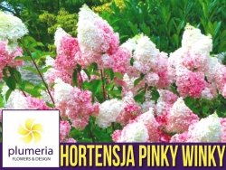 Hortensja Bukietowa PINKY WINKY (Hydrangea paniculata) Sadzonka C1
