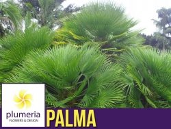 Palma Karłatka niska (Chamaerops Humilis) Roślina domowa C3