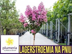 Lagerstroemia na pniu RHAPSODY IN PINK (Lagerstroemia indica) Sadzonka XL C9
