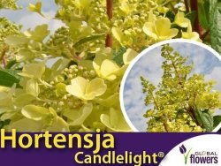 Hortensja Bukietowa CANDELIGHT ®' (Hydrangea paniculata) Sadzonka C3