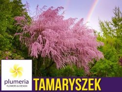 Tamaryszek Drobnokwiatowy (Tamarix parviflora) Sadzonka  C1/C2
