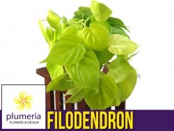 Filodendron pnący LEMON LIME (Philodendron) Roślina domowa. Sadzonka P12 - M