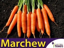 Marchew NANTES 3 - Nantejska Średnio Wczesna (Daucus carota) nasiona 4g + 1g gratis