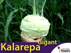 Kalarepa GIGANT (Brassica oleracea convar. acephala var. gongyglodes) nasiona 2g 