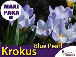 MAXI PAKA 60 szt Krokus 'Blue Pearl' (Crocus sieberi) CEBULKI
