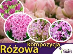 Kolorowy ogród - Harmonia barw- Kompozycja różowa CEBULKI