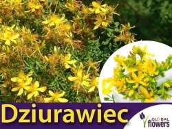 Dziurawiec zwyczajny (Hipericum perforatum) Sadzonka