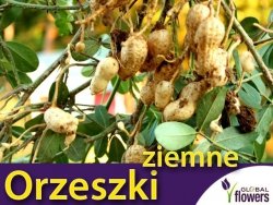 Orzeszki ziemne nasiona cena (Arachis hypogaea) 5 szt