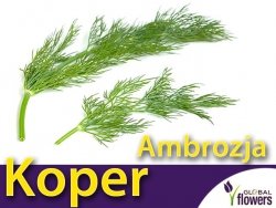 Koper ogrodowy AMBROZJA (Anethum graveolens) nasiona XL 100g