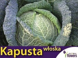 Kapusta włoska VERTUS 2 , śr. późna (Brassica oleracea con. capitata var. sabauda) nasiona 2g