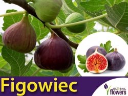 Figowiec Gustissimo Peretta® (Ficus carica) Sadzonka XL-C6