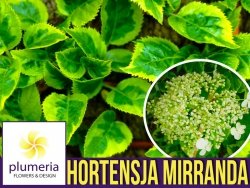Hortensja pnąca MIRRANDA (Hydrangea anomala) Sadzonka C2