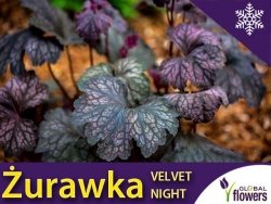 Żurawka 'Velvet Night' (Heuchera) Sadzonka 