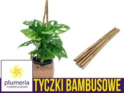 Tyczki bambusowe - podpory do roślin 75cm x 8/10mm. 10 szt.