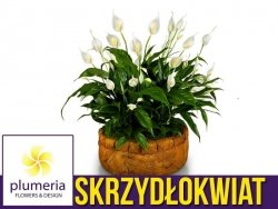 Skrzydłokwiat Alana (Spathiphyllum) Roślina domowa. Sadzonka P12/P13 - M 