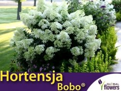 Hortensja Bukietowa BOBO ® karłowa (Hydrangea paniculata) sadzonka XL- C5