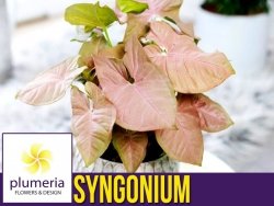 Syngonium NEON ROBUSTA Zroślicha (Syngonium) Roślina domowa. Sadzonka P12 - M