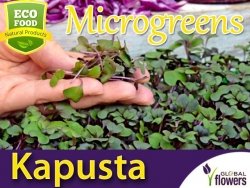Microgreens - Kapusta głowiasta czerwona 4g