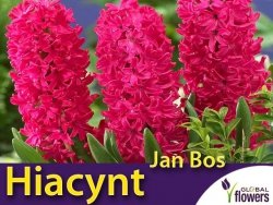 Hiacynt Wschodni 'Jan Bos' (Hyacinthus) CEBULKI 2 szt.