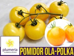 Pomidor OLA POLKA (Lycopersicon Esculentum) nasiona 1g