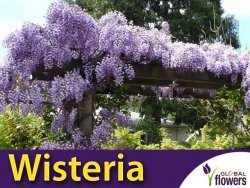 Glicynia chińska (Wisteria sinensis) nasiona (10szt.)