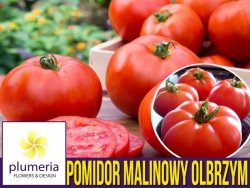 Pomidor MALINOWY OLBRZYM Wielkie Owoce (Lycopersicon Esculentum) nasiona 1g