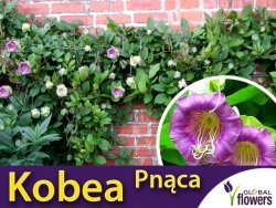 Kobea Pnąca fioletowa (Cobaea Scandens) nasiona 6 sztuk
