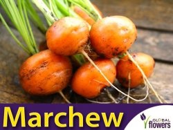 Marchew okrągła PARISER MARKT  4 Bardzo Wczesna (Daucus carota) nasiona 3g