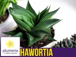 Hawortia LIMIFOLIA (Haworthia) Roślina domowa. Sadzonka P9 - S