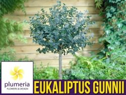 Eukaliptus Niebieski AZURA na pniu kula (Eukaliptus Gunni) 3 letnia Sadzonka C2