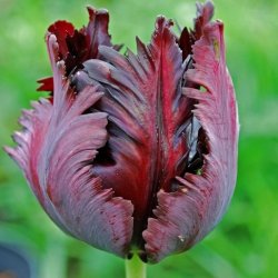 Tulipan Papuzi 'Black Parrot' (Tulipa) CEBULKI