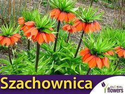 Szachownica cesarska 'Aurora' (Fritillaria imperialis) CEBULKA 1 szt.