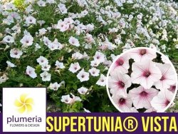 Supertunia® VISTA Silverberry Sadzonka  P12 x 4 szt.