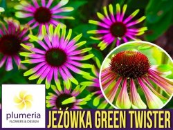 Jeżówka GREEN TWISTER (Echinacea) Sadzonka C1,5
