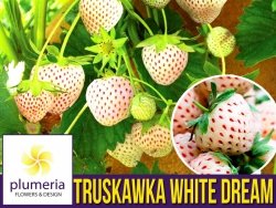 Truskawka WHITE DREAM Truskawka + Ananas Sadzonka Pineberry