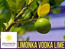 Limonka WODKA LIME  (Citrus aurantifolia) Sadzonka P12