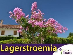 Lagerstroemia Magnifica Rosea (Lagerstroemia indica) Krzew który kwitnie 120 dni Sadzonka 