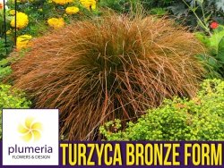 Turzyca włosowa BRONZE FORM (Carex comans) Sadzonka C1