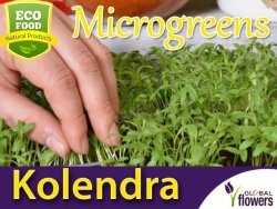 Microgreens - Kolendra siewna 4g