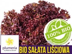 BIO Sałata liściowa Lollo rossa nasiona ekologiczne 0,5g 