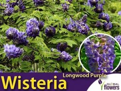 Wisteria amerykańka LONGWOOD PURPLE (Wisteria frutescens) 3 letnia Sadzonka C2