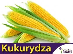Kukurydza cukrowa Super Słodka GUCIO (Zea mays ssp.saccharata) nasiona 10g