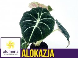 Alokazja BLACK VELVET (Alocasia) Roślina domowa P6 - S