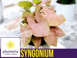 Syngonium NEON ROBUSTA Zroślicha (Syngonium) Roślina domowa P7 - S