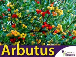 Drzewko truskawkowe (Arbutus Unedo) Sadzonka C1/C2