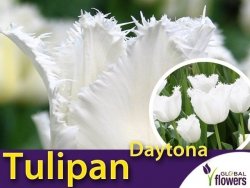 Tulipan strzępiasty 'Daytona' (Tulipa) 4 szt CEBULKI