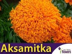 Aksamitka wzniesiona, Fantastic pomarańczowa (Tagetes erecta fl. pl.) nasiona 0,4g