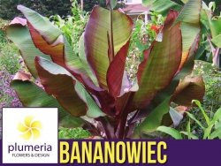 Bananowiec Red Banana MAURELII (Ensete ventricosum) Sadzonka P14